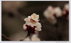 杏花开【丙午年-016】