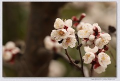 杏花开【丙午年-016】