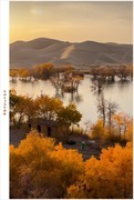 2026年-新疆葫芦岛胡杨林抓拍-0188