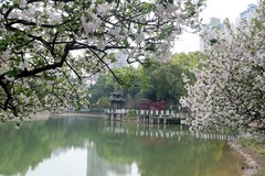 花树。西府海棠