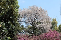 花树。西府海棠