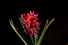 2026花卉植物赏析【5】