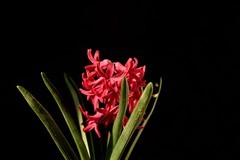 2026花卉植物赏析【5】