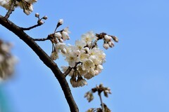 2026花卉植物赏析【5】