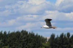 松花江江鸥    3