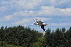 松花江江鸥    3