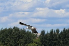 松花江江鸥    3