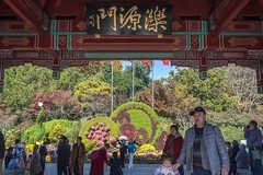 济南趵突泉第46届金秋菊展-20