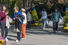 济南趵突泉第46届金秋菊展-20