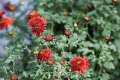 济南趵突泉第46届金秋菊展-20