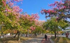 公园随拍 （5）