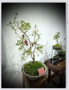 金秋盆景展【乙巳年-289】