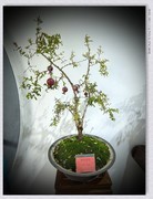 金秋盆景展【乙巳年-289】