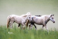 骏马驰骋（47）