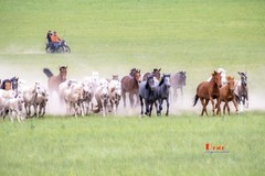 骏马驰骋（47）