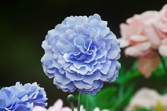 湖北利川——龙船水乡（十二）