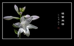 洁白漂亮的波叶玉簪花