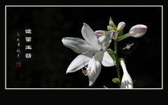 洁白漂亮的波叶玉簪花