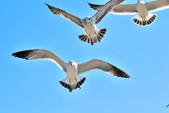 【视觉光影】美 丽 的 海 鸥（2）