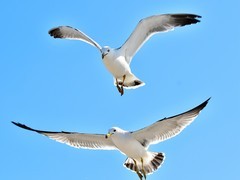 【视觉光影】美 丽 的 海 鸥（2）