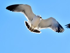 【视觉光影】美 丽 的 海 鸥（2）