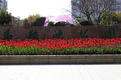 马鞍池公园郁金香花展 (6)