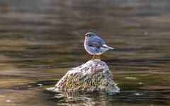 红尾水鸲（八）