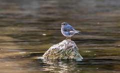 红尾水鸲（八）