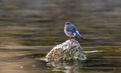 红尾水鸲（八）