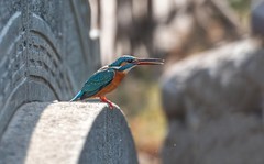 小翠鸟（十三）