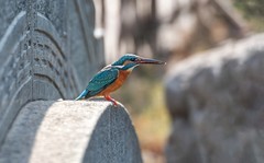 小翠鸟（十三）