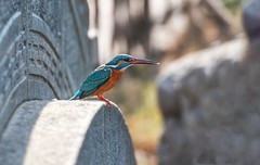 小翠鸟（十三）