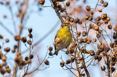 小黄雀（九十八）