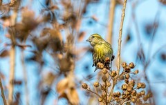小黄雀（九十八）