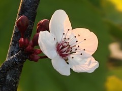 拍摄花卉一（922）