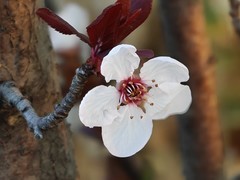 拍摄花卉一（922）