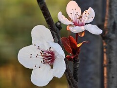 拍摄花卉一（922）