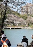 望月公园早樱开了--1