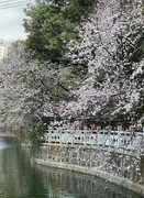 望月公园早樱开了--1