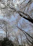 望月公园早樱开了--1