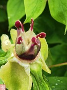 2025.4.5随拍雨后牡丹（4）