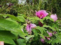 2025.4.5随拍雨后牡丹（4）