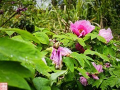 2025.4.5随拍雨后牡丹（4）