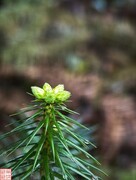 2025.4.6杉树嫩芽（上）