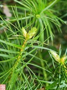 2025.4.6杉树嫩芽（上）