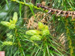 2025.4.6杉树嫩芽（上）