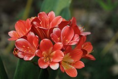 拍摄花卉一（1090）