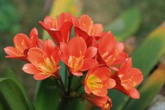 拍摄花卉一（1090）
