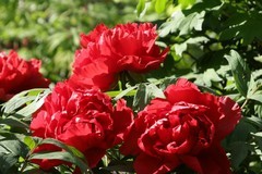 关东百花园（398）——嫣红牡丹花（2026）