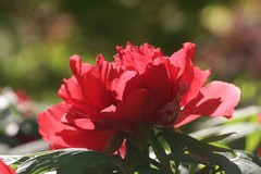 关东百花园（398）——嫣红牡丹花（2026）